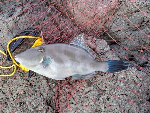 浜田港（島根）