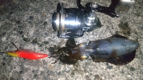 アオリイカの釣果