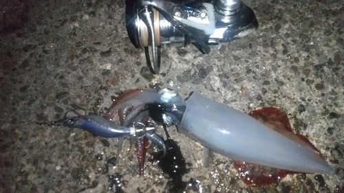 ケンサキイカの釣果
