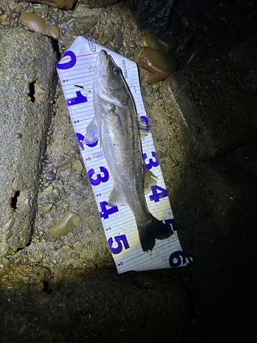 セイゴ（マルスズキ）の釣果