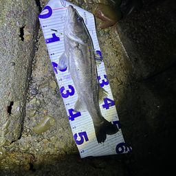 セイゴ（マルスズキ）