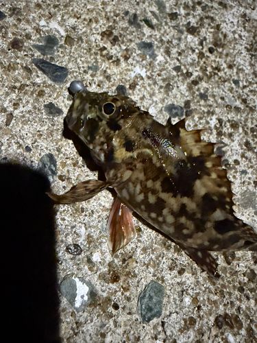 アラカブの釣果