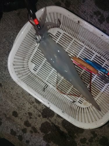 船越湾（岩手）