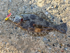 ヒラメの釣果