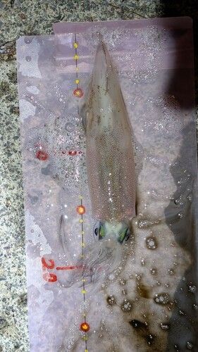 ヤリイカの釣果