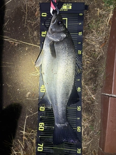 ヒラスズキの釣果