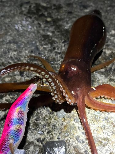 三陸海岸（岩手）