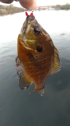 ブルーギルの釣果