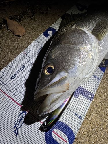 シーバスの釣果