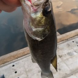 ラージマウスバス