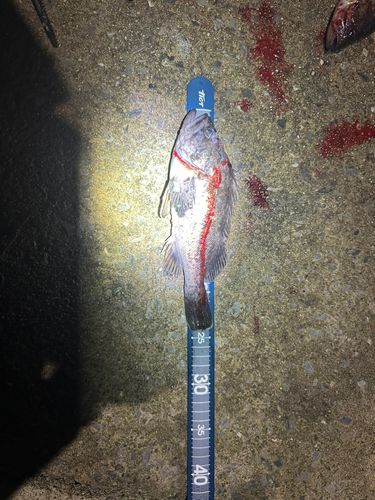 クロソイの釣果