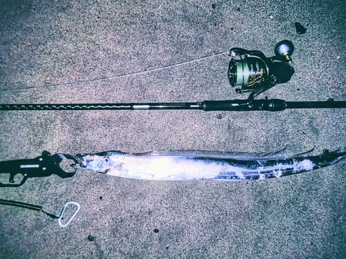 タチウオの釣果