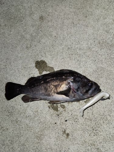 三陸海岸（青森）