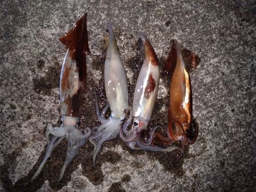 スルメイカの釣果