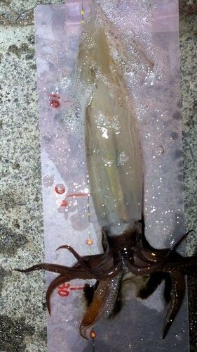 スルメイカの釣果