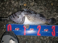 クロソイの釣果