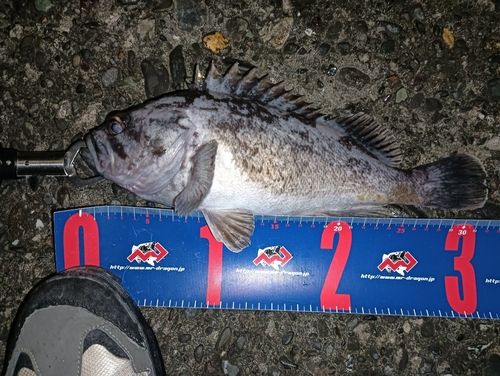 クロソイの釣果