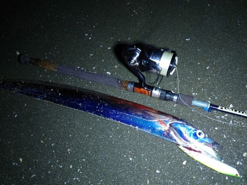 タチウオの釣果