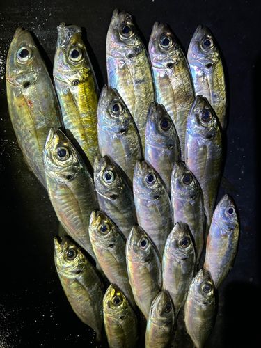 アジの釣果