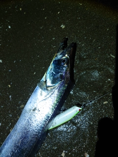タチウオの釣果