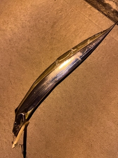 タチウオの釣果