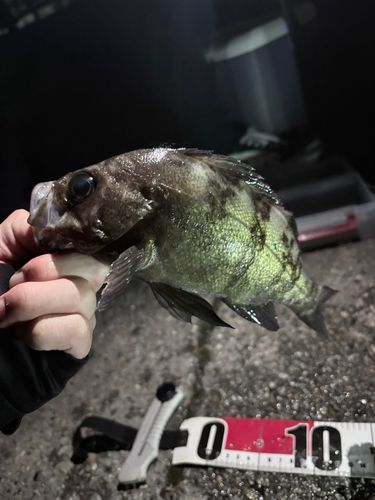 シロメバルの釣果