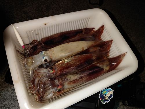 イカの釣果