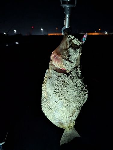 ヒラメの釣果