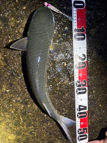 常滑りんくう釣り護岸