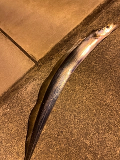 タチウオの釣果