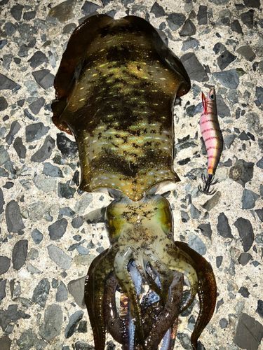 アオリイカの釣果