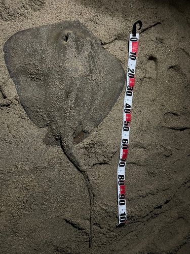 アカエイの釣果