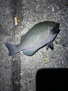 メジナの釣果