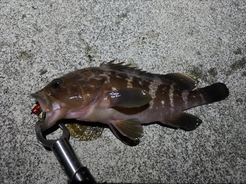 キジハタの釣果