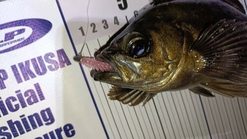 アカメバルの釣果