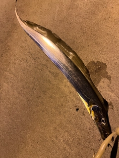 タチウオの釣果