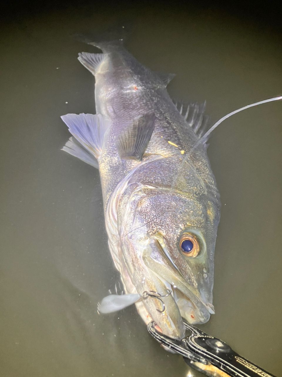 DAIWA モアザン ブランジーノ EX AGS 2021年モデルの最安値・インプレ