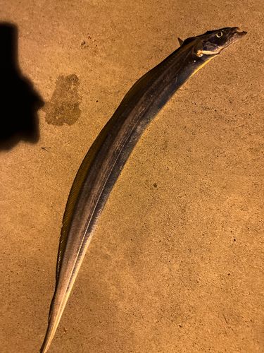 タチウオの釣果