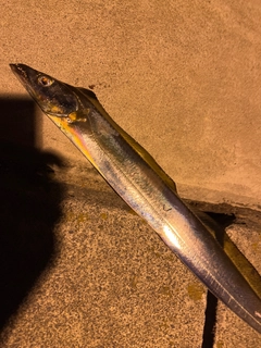 タチウオの釣果