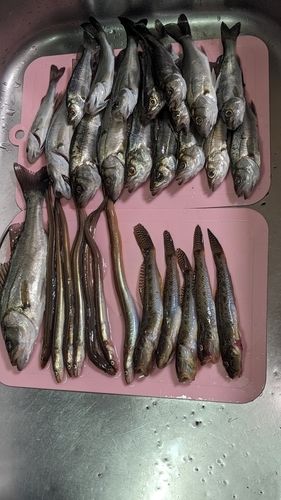 セイゴ（タイリクスズキ）の釣果