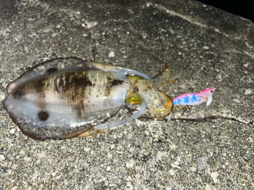 アオリイカの釣果