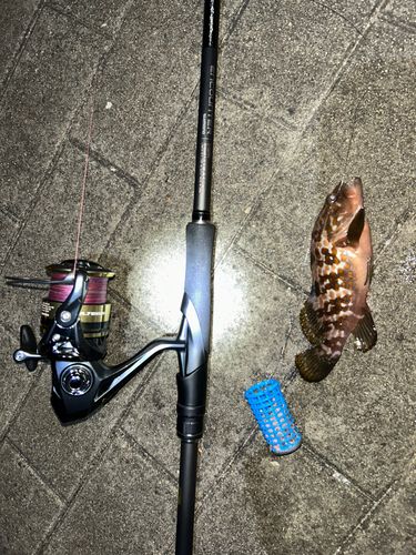 キジハタの釣果