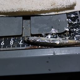 カタクチイワシ