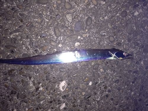 タチウオの釣果