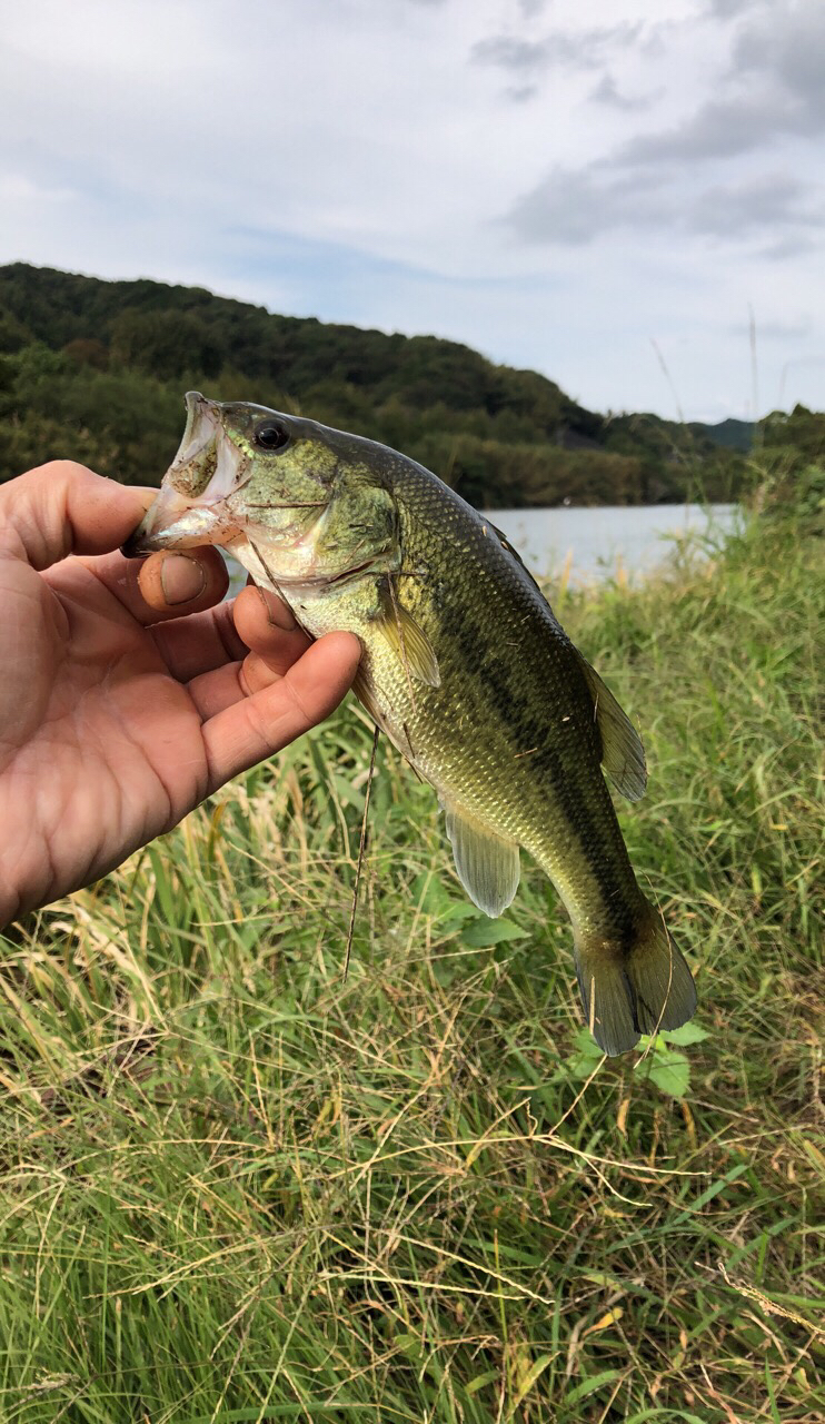 ブラックバス