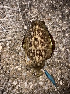 モンゴウイカの釣果