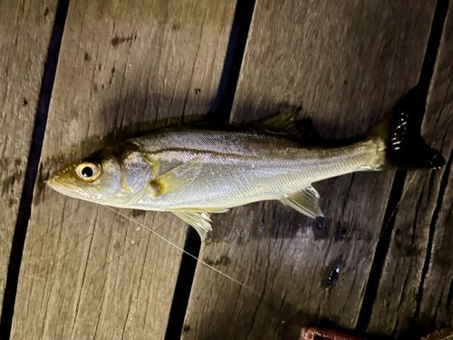 セイゴ（マルスズキ）の釣果