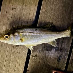 セイゴ（マルスズキ）