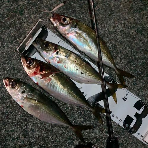 アジの釣果