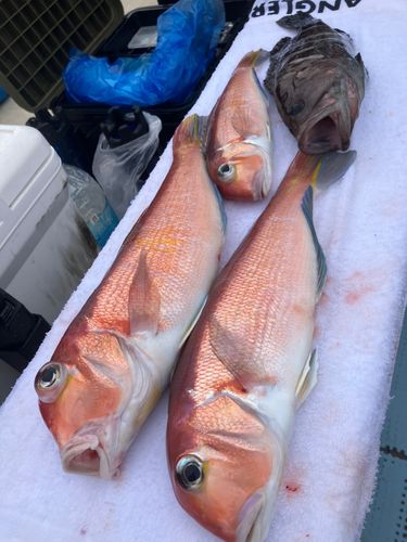 アカアマダイの釣果